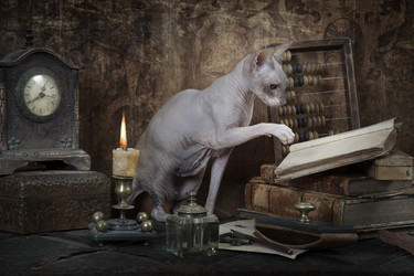 кот дон сфинкс читает книгу - alkir