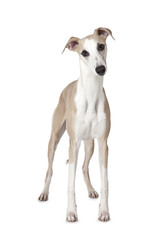 Уиппет (также английское Whippet или Snap dog) - alkir