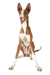 Ибицкая гончая (Podenco ibicenco) собака, выделенная на белом фоне - alkir