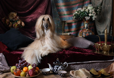изящный афганец, лежащий на ковре - alkir