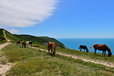 На высоком морском берегу пасутся лошади - Mishell