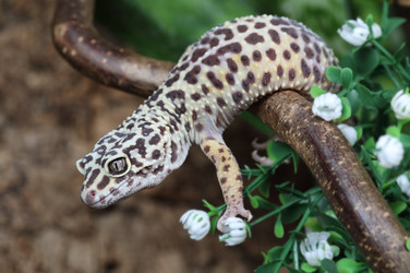 Леопардовый геккон (Eublepharis macularius) - alkir