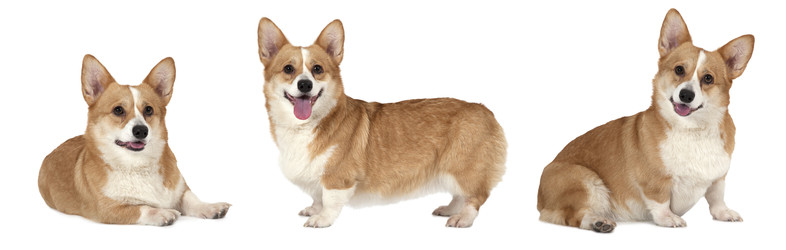 вельш-корги-собака породы пемброк белого цвета - alkir