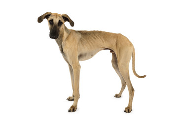 Cute Arabian Sloughi dog isolated on a white - alkir