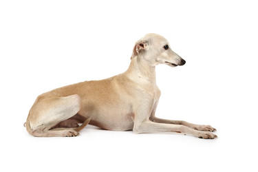 Italian Greyhound breed dog lying in the studio - alkir