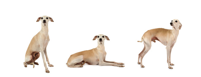 Collage set of three Italian Greyhound dogs posing in the studio - alkir