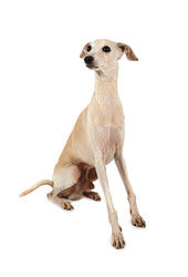 Italian Greyhound dog isolated on a white - alkir