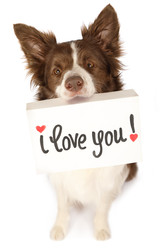 бордер-колли с открыткой "я люблю тебя" - alkir