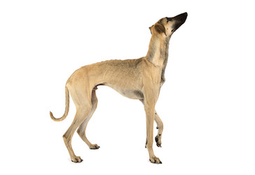 Arabian Sloughi dog isolated on a white - alkir