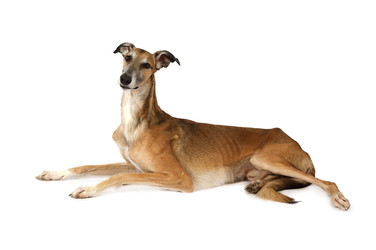 Russian sight hound dog lying in the studio - alkir