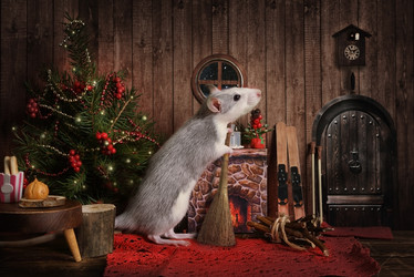 маленькая симпатичная крыса подметает пол в своем уютном домике - alkir