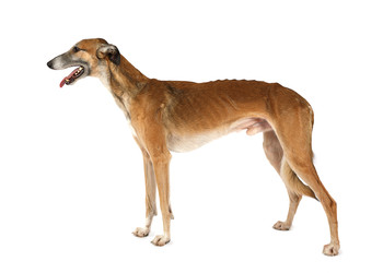 Russian Hortaya borzaya dog isolated on a white - alkir