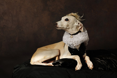 забавная итальянская борзая собака в платье - alkir