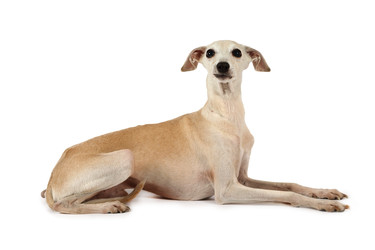 Nice Italian Greyhound dog lying in the studio - alkir