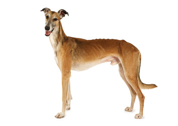 Russian sight hound dog isolated on a white - alkir