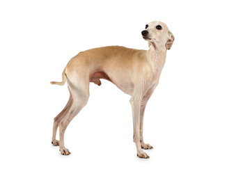 Cute Italian Greyhound dog posing in the studio - alkir