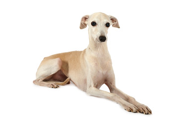 Italian Greyhound dog lying in the studio - alkir