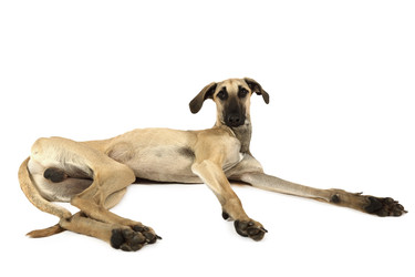 Arabian Sloughi breed dog isolated on a white - alkir