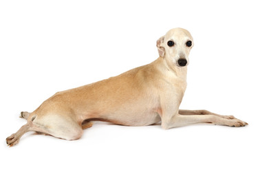Cute Italian Greyhound dog lying in the studio - alkir