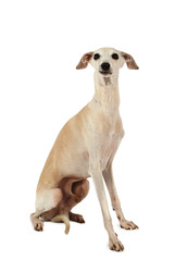 Cute Italian Greyhound dog isolated on a white - alkir