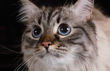 Portrait of a fluffy Siberian cat on a black background - alkir