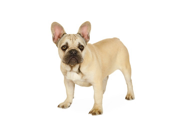 Six month old French bulldog puppy standing against a white background - alkir