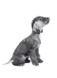 Funny two month old Bedlington Terrier puppy with its tongue hanging out looks up - alkir
