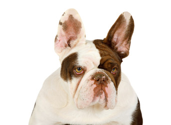Portrait of a purebred French bulldog dog isolated on a white background - alkir