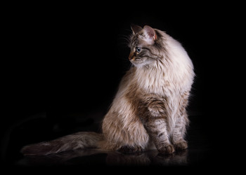 Adorable Siberian cat sitting on a black background - alkir