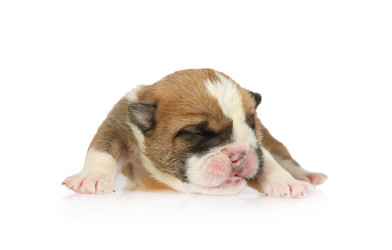 Funny newborn English bulldog puppy over white - alkir
