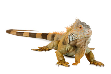 Big iguana isolated on white background - alkir