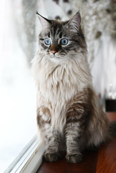 Siberian cat sits by the window - alkir