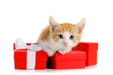 Cute little red kitten with holiday gifts - alkir