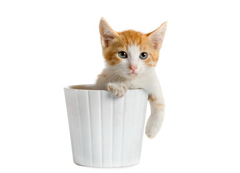 Cute red kitten sitting in flower pot - alkir