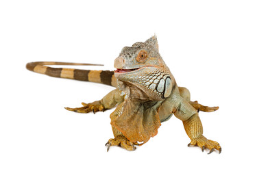 Large Green Iguana over white - alkir