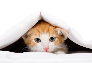 Cute red kitten carefully looks out under the blanket - alkir