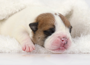 Small newborn English bulldog puppy sleeps under a blanket - alkir