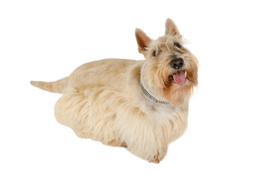 Scottish Terrier isolated on white background - alkir