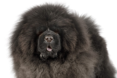 Portrait of a black Chow Chow dog in the studio - alkir