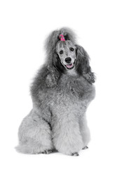 Cute purebred poodle sitting isolated on a white background - alkir