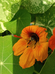 Шмель (Bombus) внутри оранжевого цветка настурции (Tropaeolum majus) — насекомое-опылитель собирает нектар, пестрые (вариегатные) листья на фоне, макросъемка садового растения - Mihail_direct