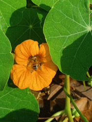 Медоносная пчела (Apis mellifera) внутри оранжевого цветка настурции (Tropaeolum majus) — насекомое-опылитель собирает нектар, крупные круглые щитовидные листья с выраженными жилками на фоне, макросъемка садового растения - Mihail_direct