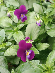 Анютины глазки (Viola tricolor var. Hortensis, фиалка Виттрока) — темно-фиолетовые/пурпурные цветы с каплями воды на листьях после дождя, видны бутоны, макросъемка садового растения - Mihail_direct