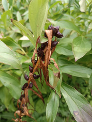 Воздушные луковицы (бульбочки) лилии (вероятно, Lilium lancifolium) на стебле среди зеленых ланцетных листьев — макросъемка способа вегетативного размножения садового растения - Mihail_direct