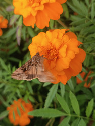 Ночная бабочка (мотылек, вероятно совка Noctuidae) на оранжевых бархатцах (Tagetes) — насекомое с коричневыми крыльями, сложенными домиком, макросъемка садового растения - Mihail_direct