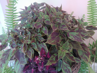 Колеус (Coleus, Plectranthus scutellarioides) — декоративно-лиственное растение с пестрыми зелено-фиолетовыми/бордовыми листьями с зубчатыми краями, пышный куст в корзине, на фоне зеленые папоротники, комнатное/садовое растение - Mihail_direct