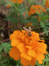 Медоносная пчела (Apis mellifera) на оранжевых бархатцах (Tagetes) — насекомое-опылитель собирает нектар, вид сбоку с прозрачными крыльями и полосатым брюшком, макросъемка садового растения - Mihail_direct