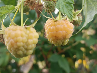 Ремонтантная желтая малина (Rubus idaeus var. Lutea, ремонтантный сорт) — крупные золотисто-желтые сочные ягоды на ветке, зеленые листья и чашелистики, макросъемка садового ягодного кустарника с двойным плодоношением - Mihail_direct