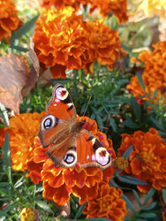 Бабочка павлиний глаз (Aglais io) на оранжевых бархатцах (Tagetes) — крылья полуоткрыты, яркий солнечный свет, плотный фон из цветов, макросъемка - Mihail_direct