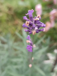 Фиолетовый цветок лаванды (Lavandula) или шалфея (Salvia) — колосовидное соцветие с частично увядающими цветками, размытый зеленый фон, макросъемка ароматического растения - Mihail_direct